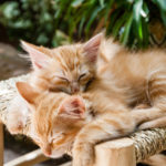 best essential oils for sleep and relaxation