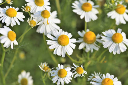 chamomile essential oil