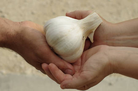 garlic helps for health