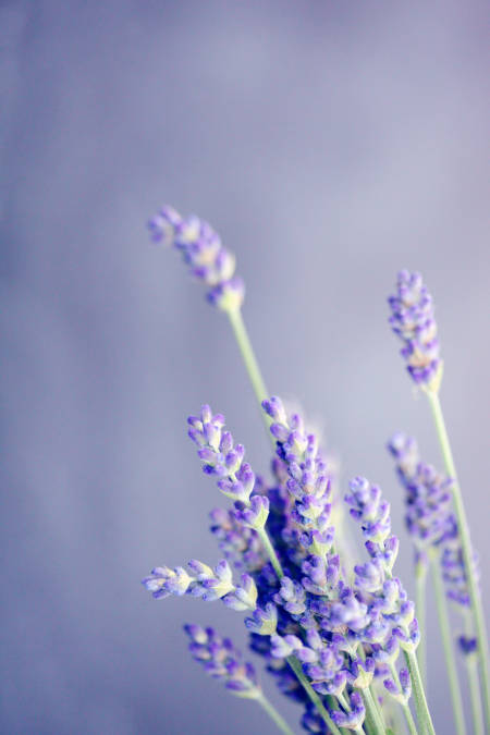 lavender essential oil