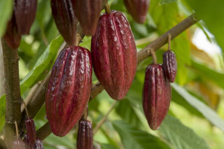 raw cocoa beans