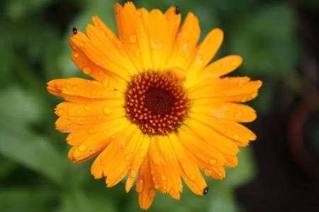 use of calendula