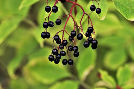 black elderberry