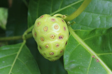 noni super healthy food