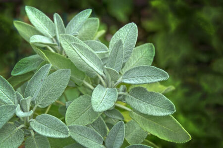 growing herbs