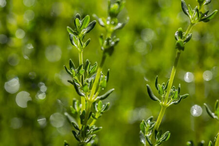 growing herbs