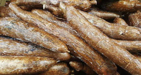 cassava root