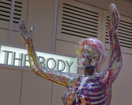 human body